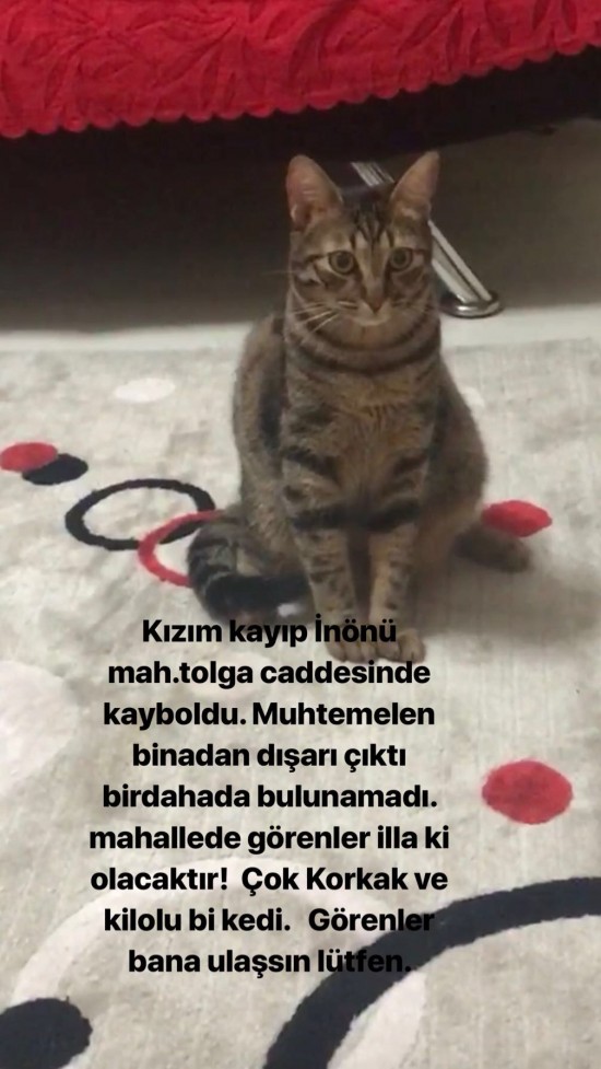 İstanbul Sefaköy İnönü’nü mah.kedim kayboldu