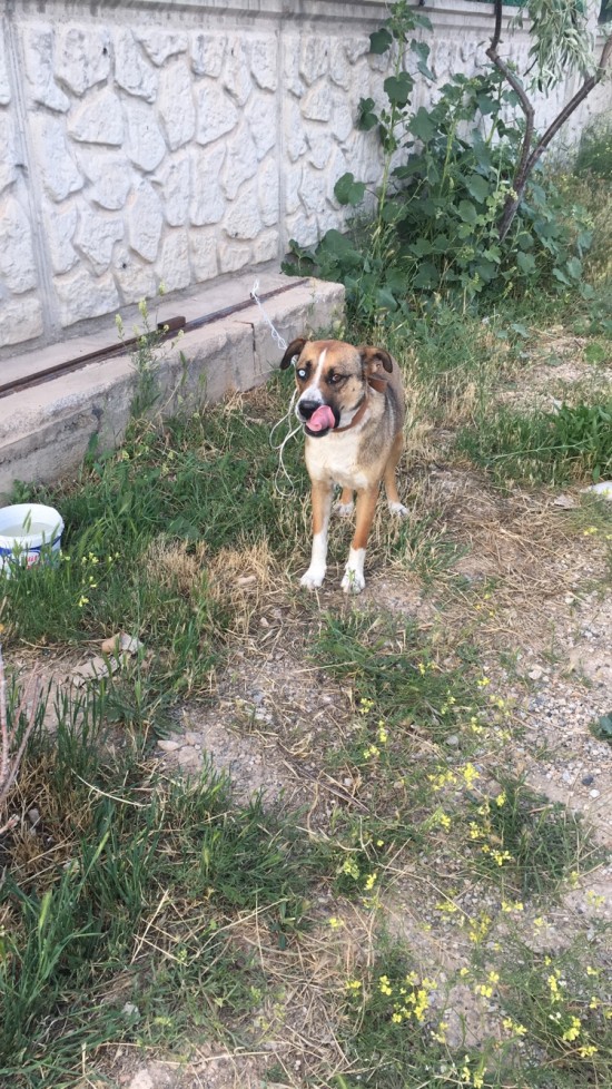 Konya-Yazır’da Köpeğim Kayboldu !