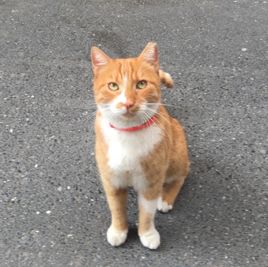 İstanbul Şişli Sarman Kedi Bulundu