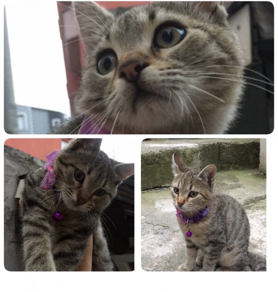 Zonguldak Bahçelievler mahallesinde kedim kayboldu