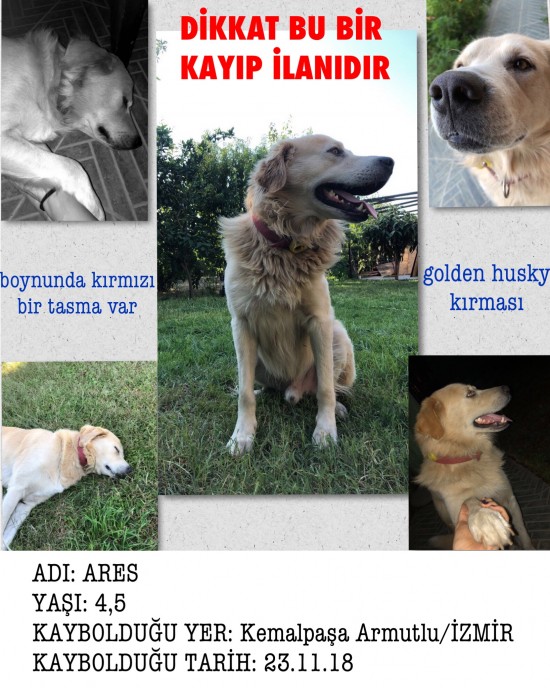 KÖPEĞİM İZMİR KEMALPAŞA ARMUTLU' DA KAYBOLDU!!!