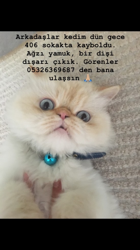 İzmir Buca Şirinyerde kedim kayboldu