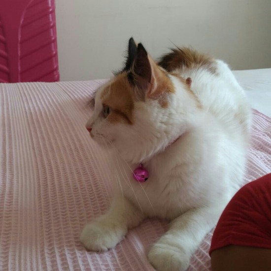 İzmir osmangazi migrosun karşısındaki açikel sitesinden kedim kayboldu