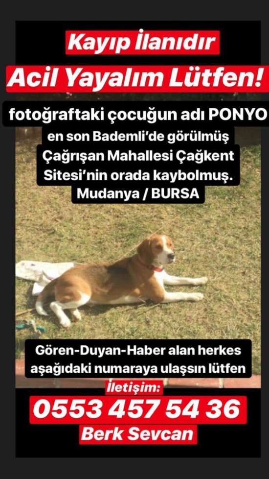 Bursa Mudanya'ya bağlı Çağrışan'da Beagle köpeğim Ponyo kayboldu!