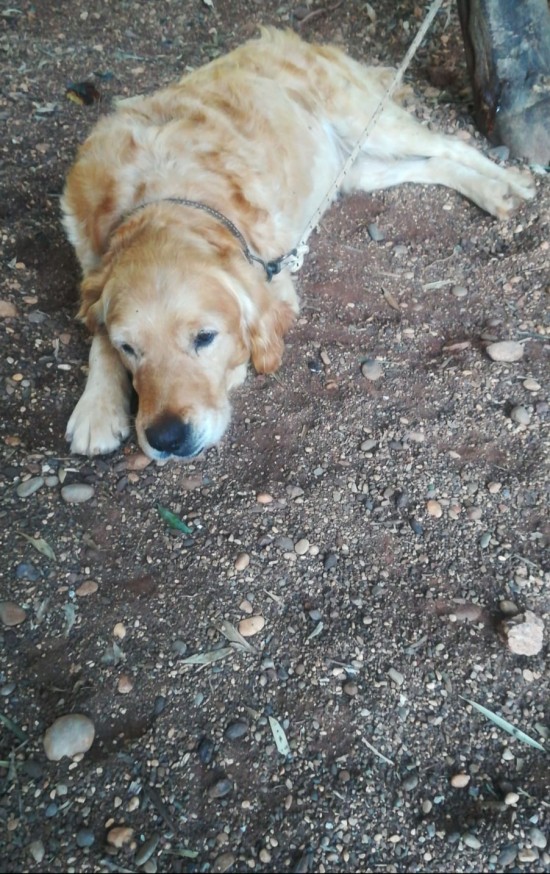 Antalya Konyaaltı'nda Köpeğim Kayboldu