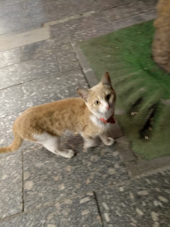 İstanbul Çeliktepede tasmalı kedi geziyor sahibinin dikkatine