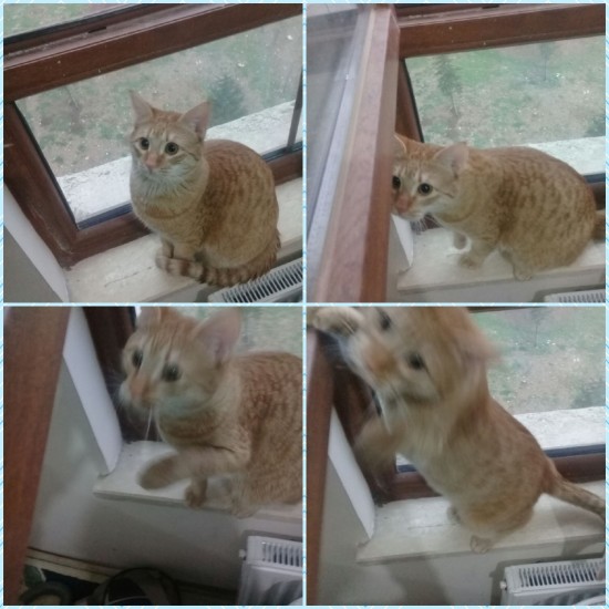 Malatya yeni tokide Sarman Tasmalı kilolu kedim kayboldu lütfen görenler arasın:+