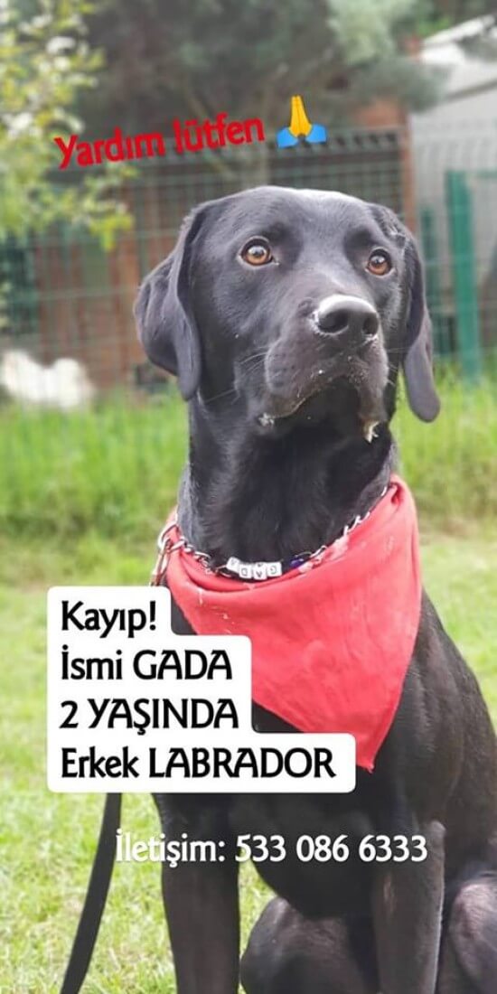 İSTANBUL BEYKOZ'da Köpeğim Kayboldu!