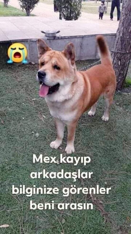 istanbul yeşilpınar mahallesinde köpeğim kayboldu!