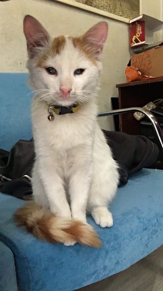 İstanbul. Şirinevler de kedim kayboldu 6 aylık yavru beyaz boynunda sarı tasması var