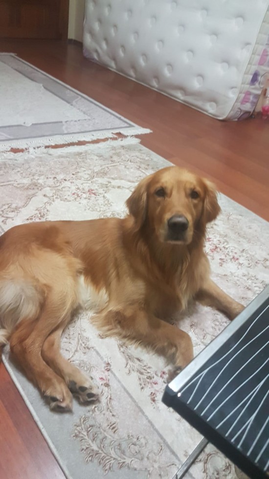 İzmir kemalpaşa civarında köpeğim kayboldu