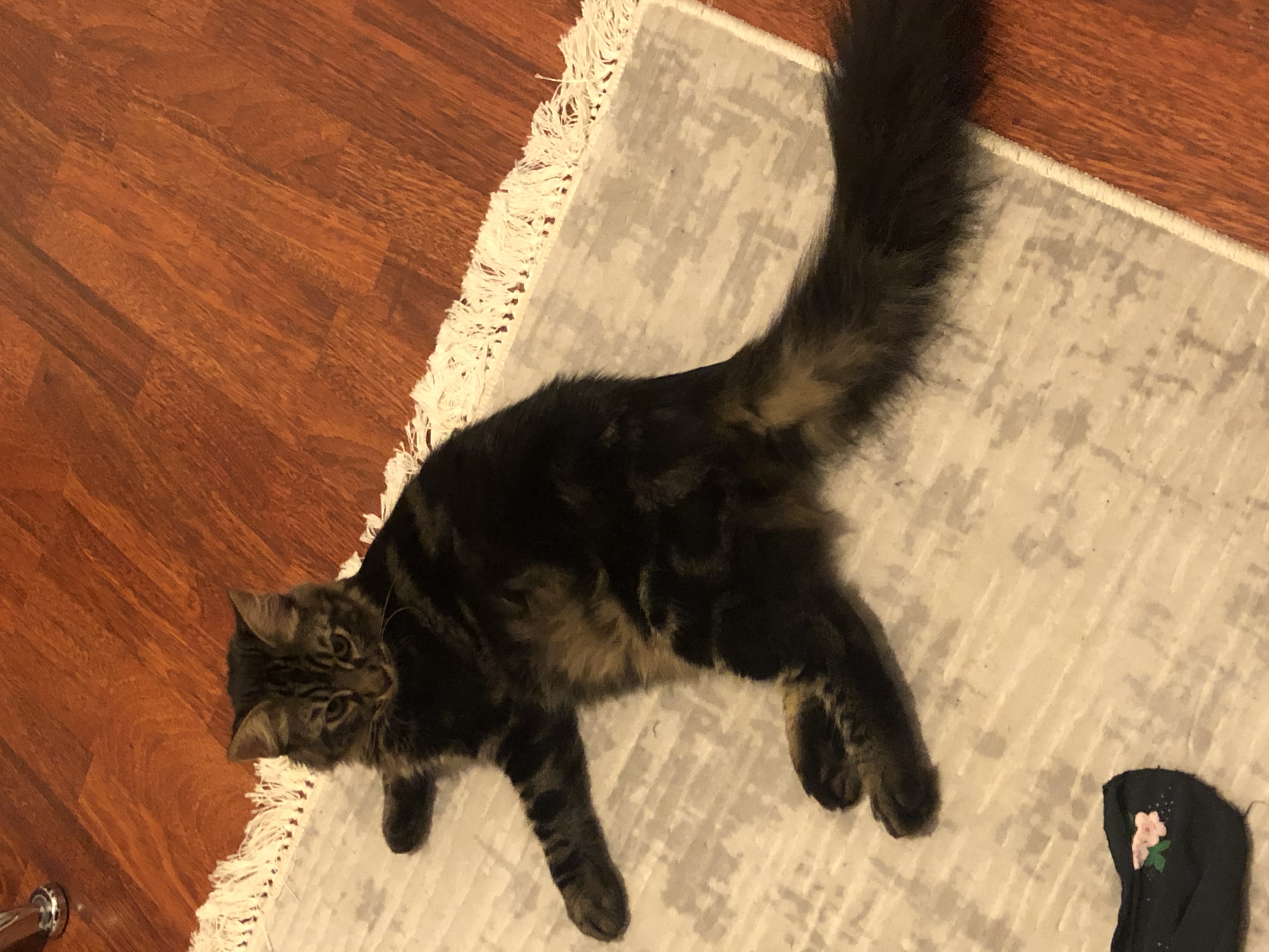 Kayıp kedi