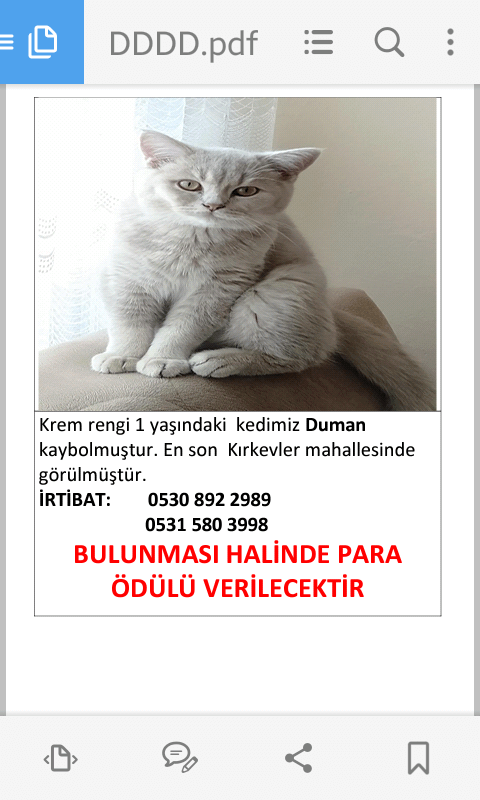 Cankiri kayip kedi