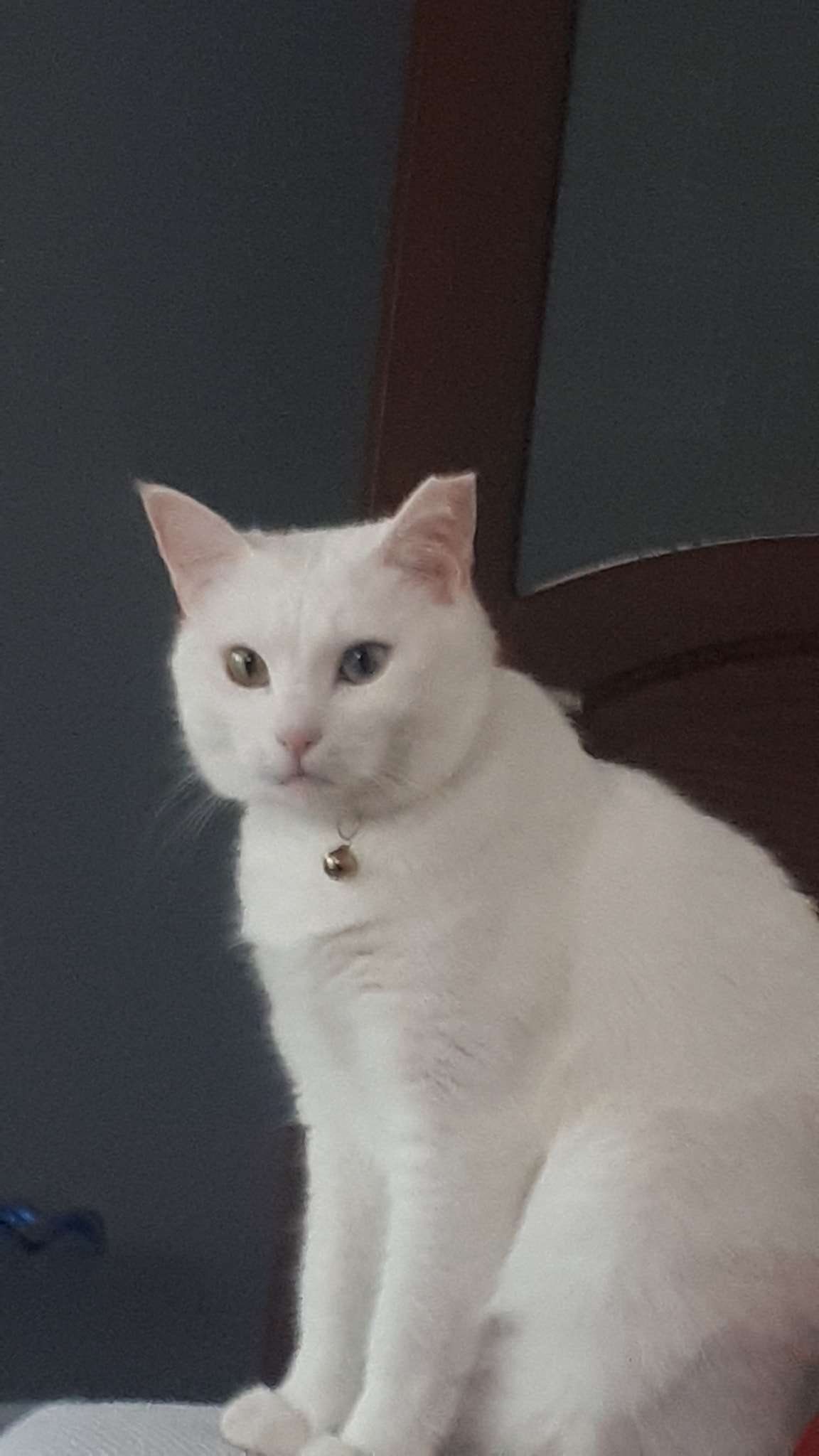 dişi van kedisi kayboldu Gören Duyan