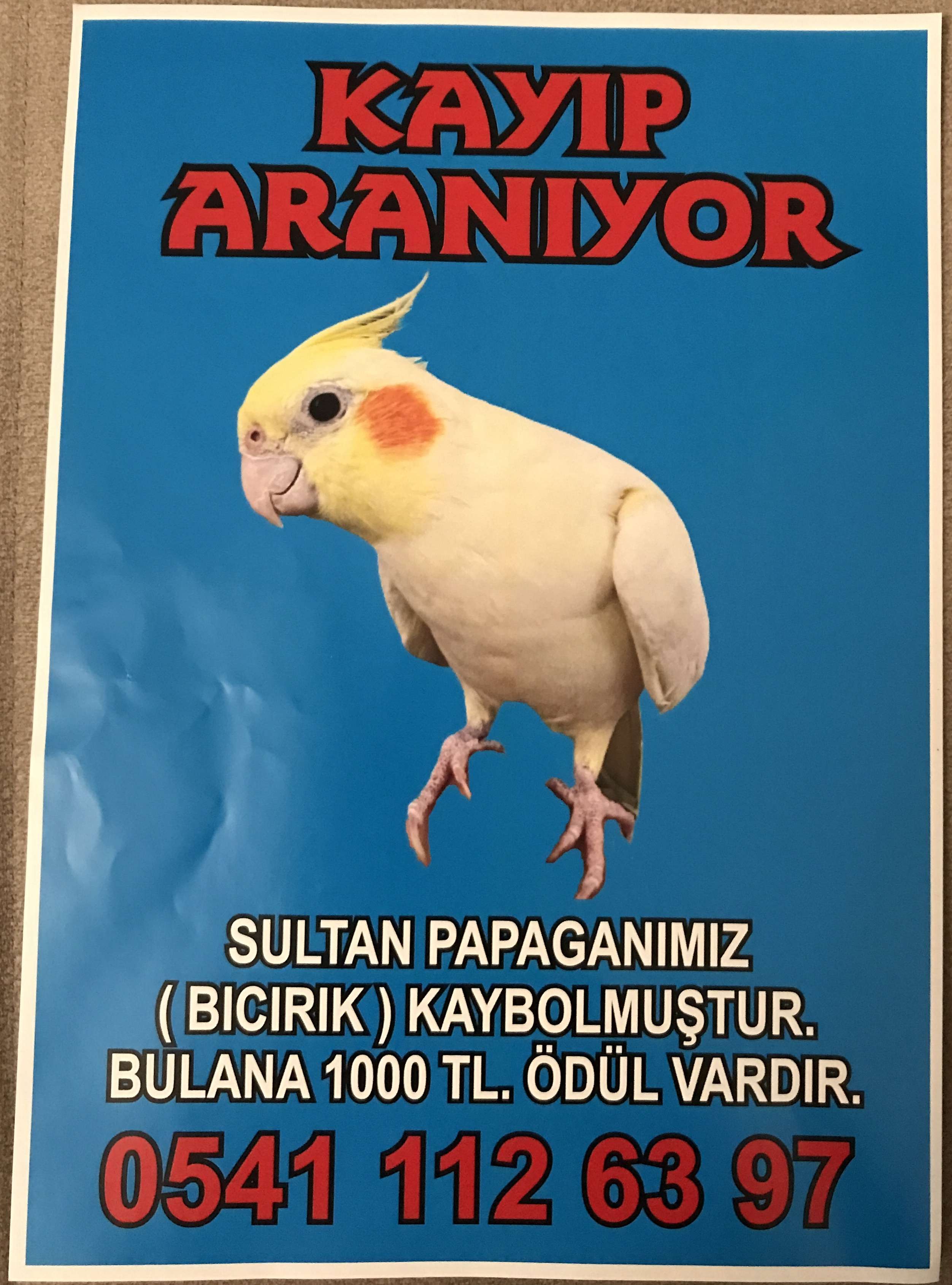 Kayıp sultan papağanı Bıcırık