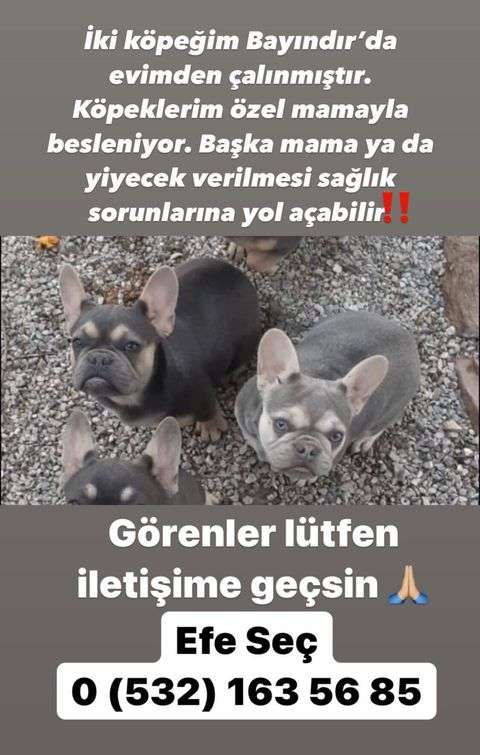 İZMİR - İki French Bulldogum Kayıp