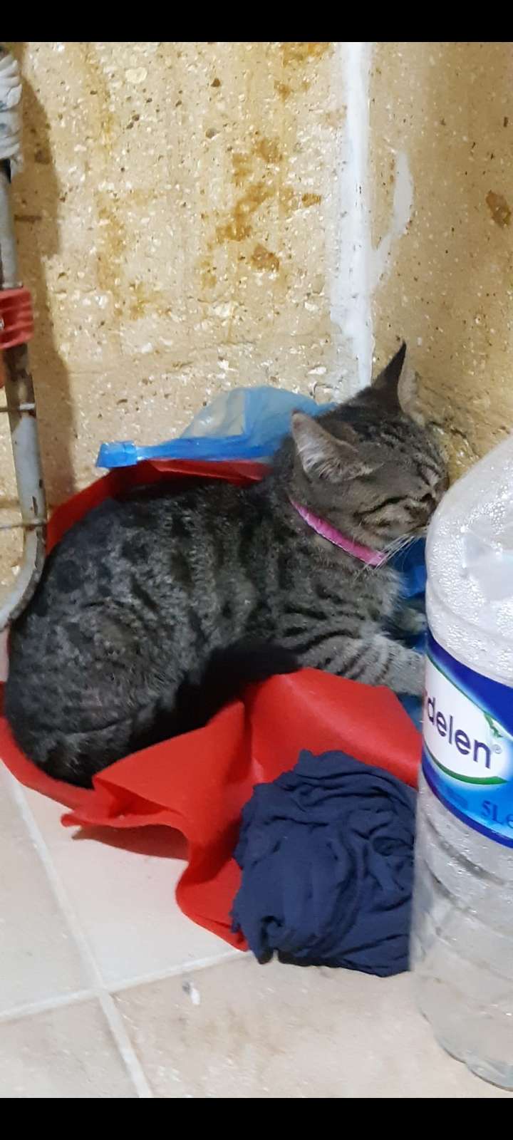 İstanbu Ümraniye Şerifali civarı kayıp yavru kedi İlanı 6515 Gören Duyan