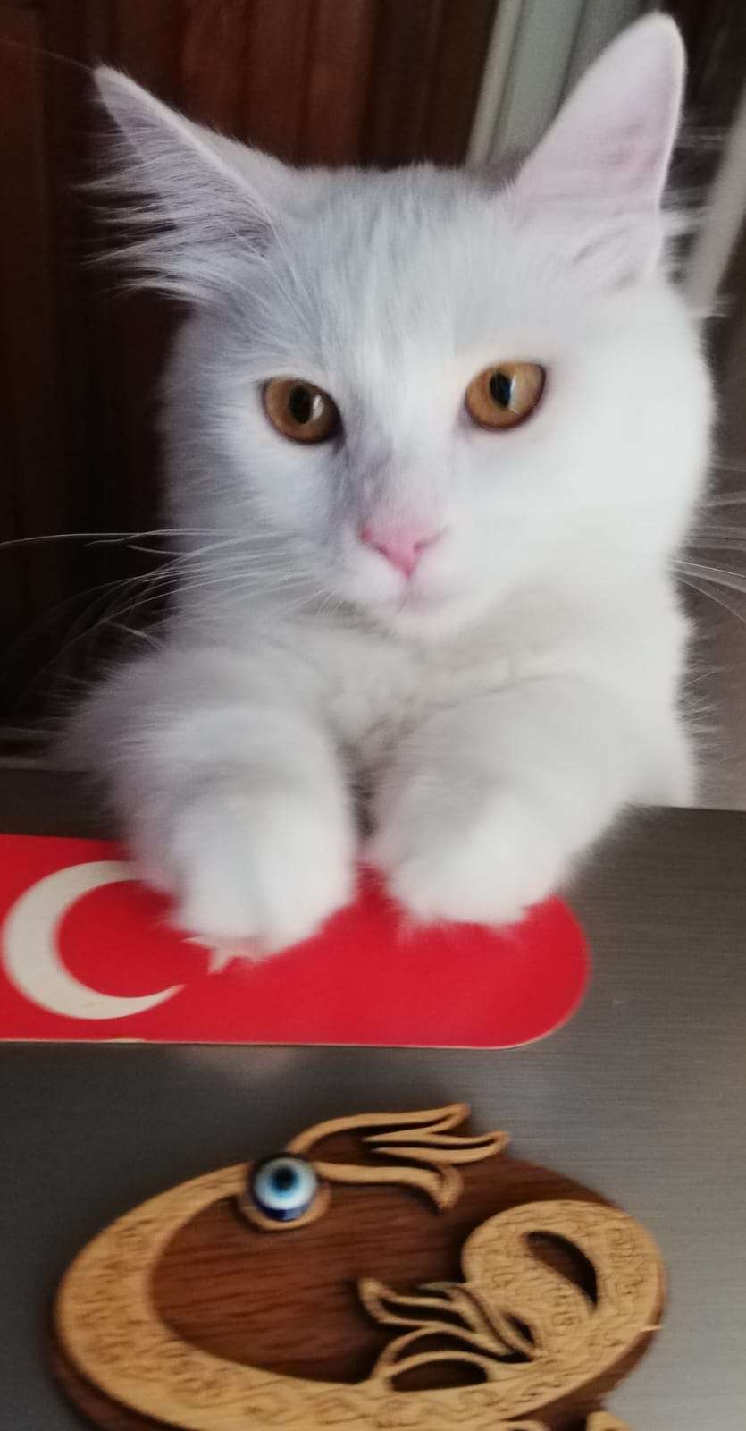 Bursa Osmangazi Mollagürani Mahallesi civarında kayıp Angora kedisi!!
