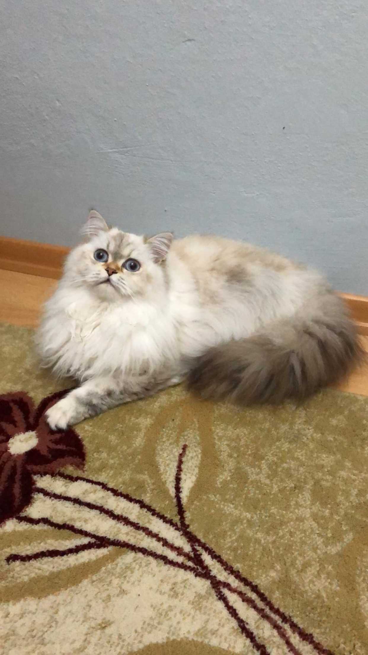 Sakarya şeker mahallesinde kayıp! İlanı 7195 Gören Duyan