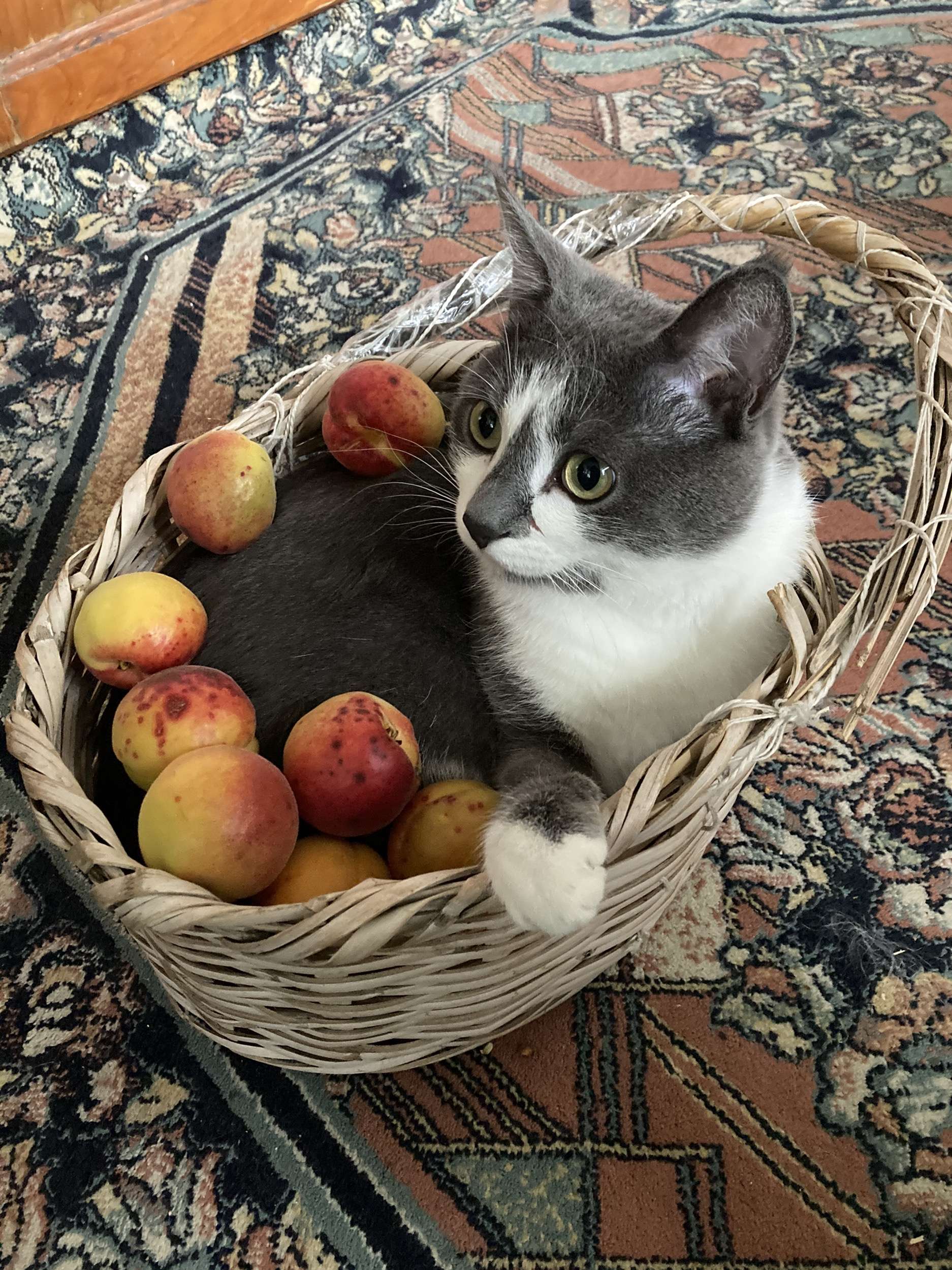 Mavi tasmalı gri kedi çekmeköy çamlık mahallesinde kayboldu İlanı 6782