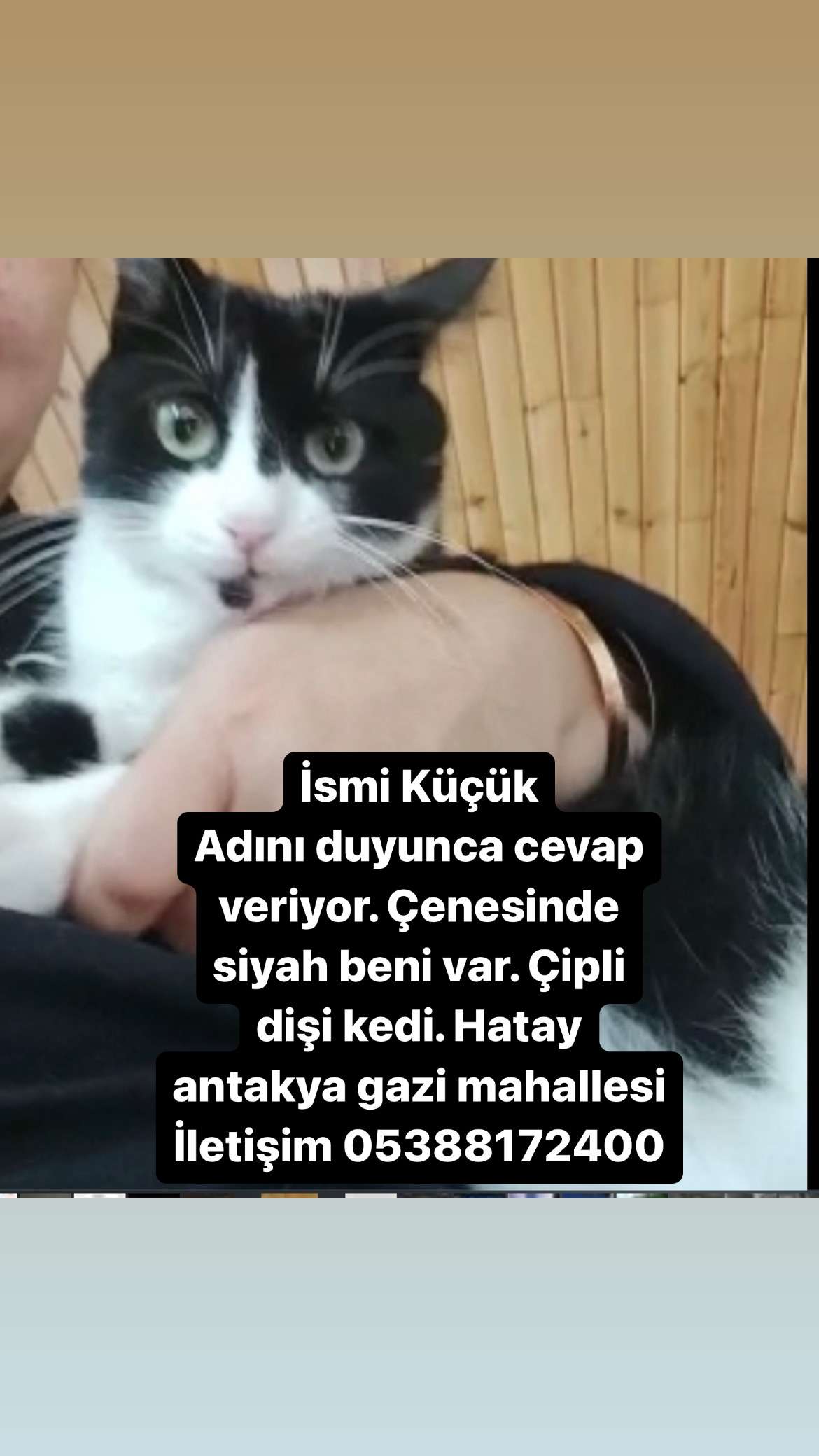 Hatay Antakya Dişi Siyah Beyaz Kedi