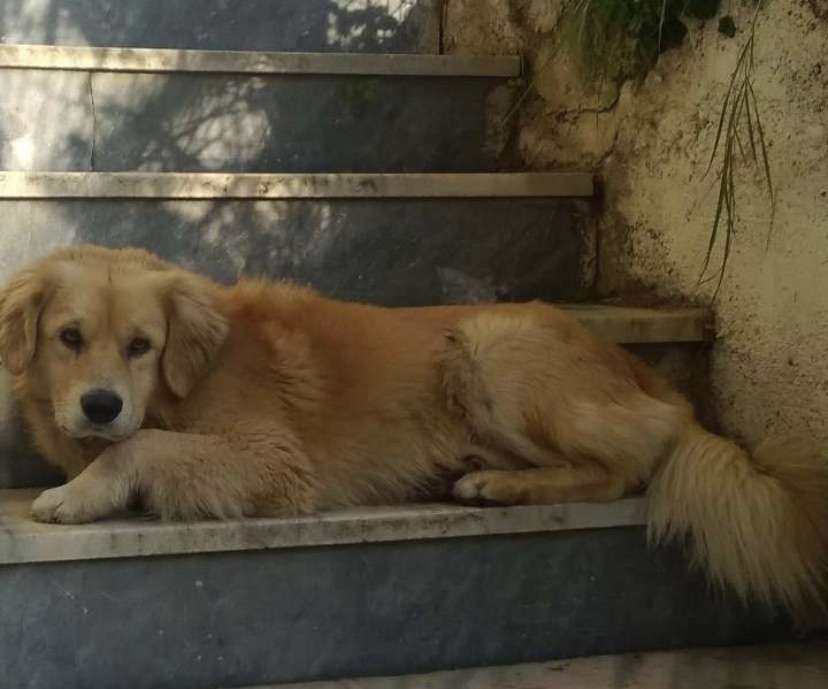 KÖPEĞİM KAYIP BULANA YÜKSEK MİKTARDA PARA TAHSİS EDİLECEKTİR