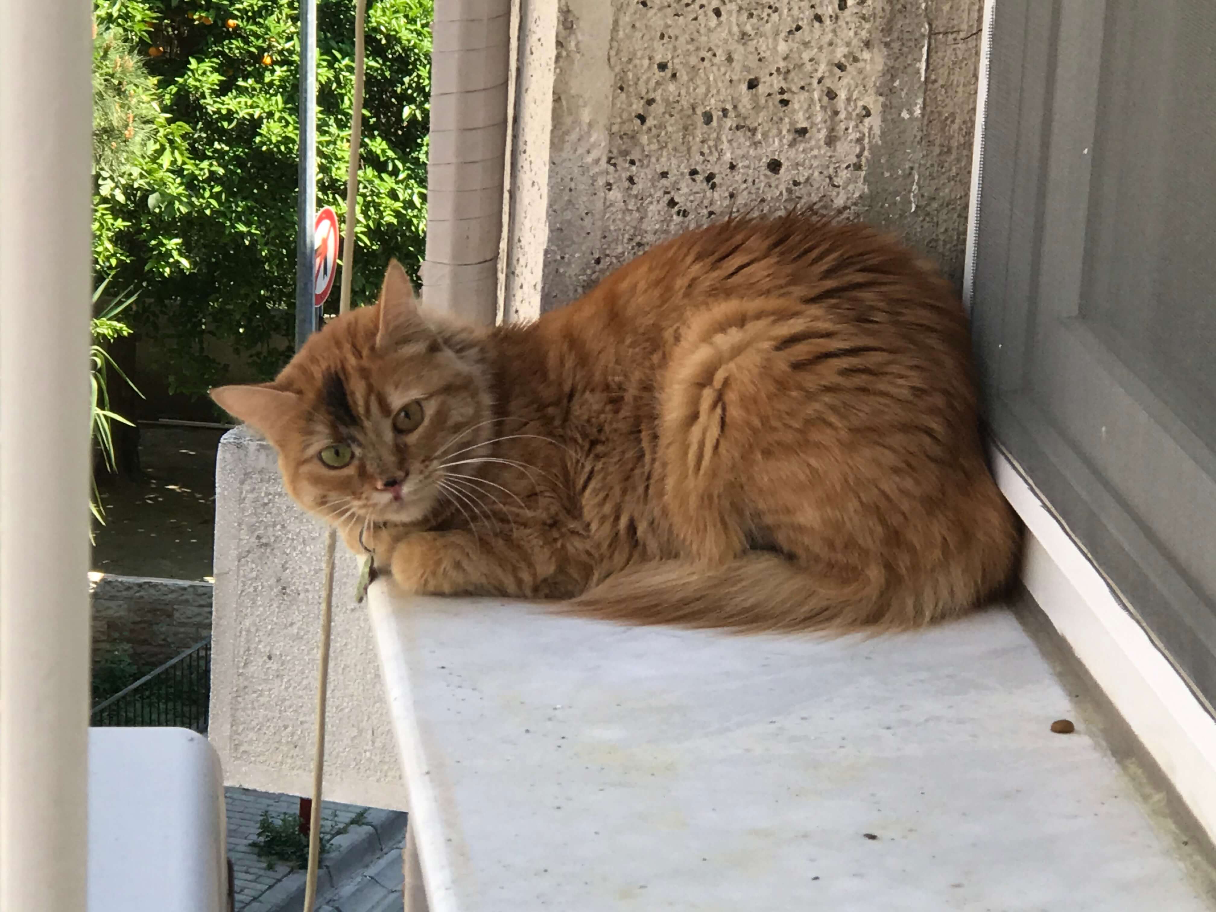 Sarı Kedi Sahibi Aranıyor, TASMALI