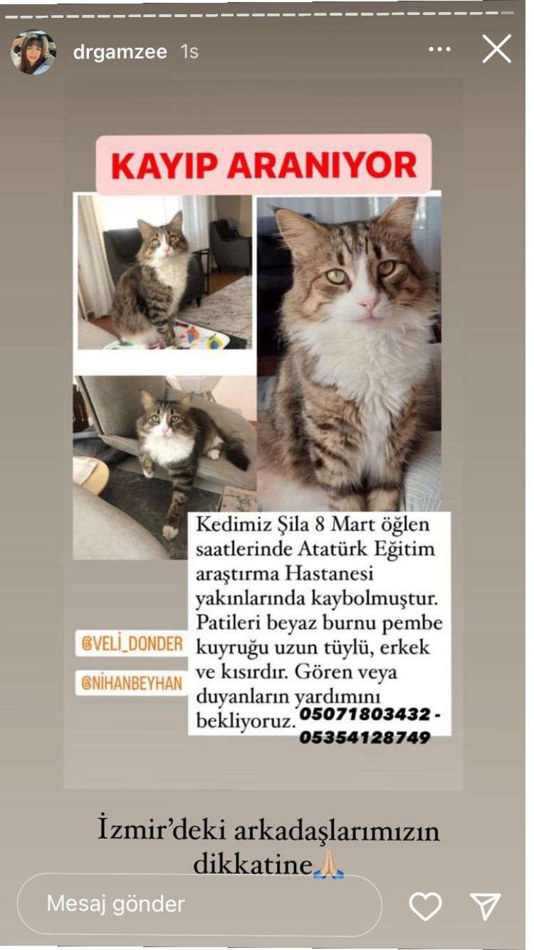 İzmir kayıp kedimiz Şila