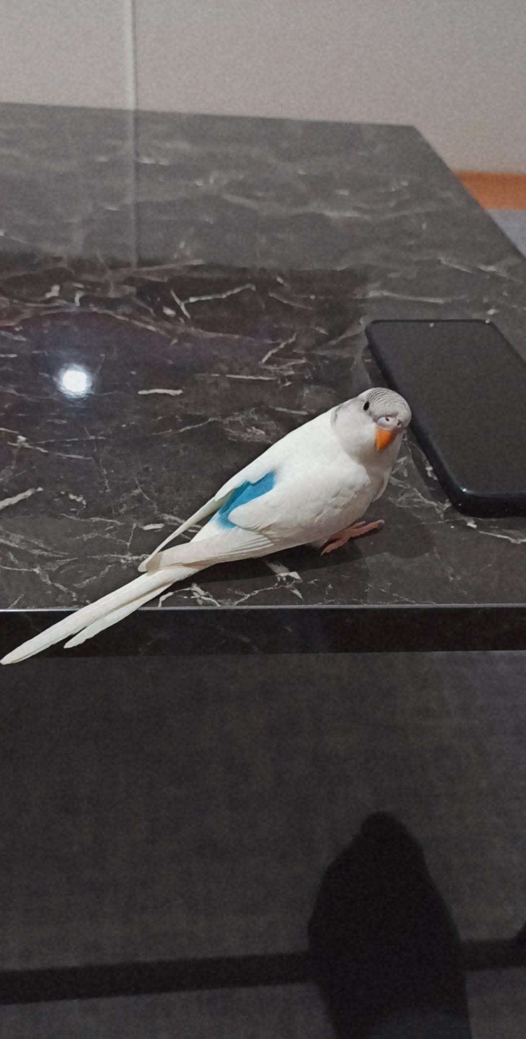 Muhabbet Kusu Ciko Kayip Ilani 5094 Goren Duyan