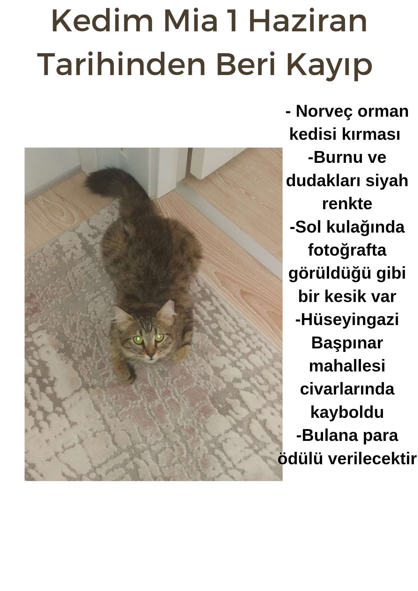 Kayıp Kedi Mia