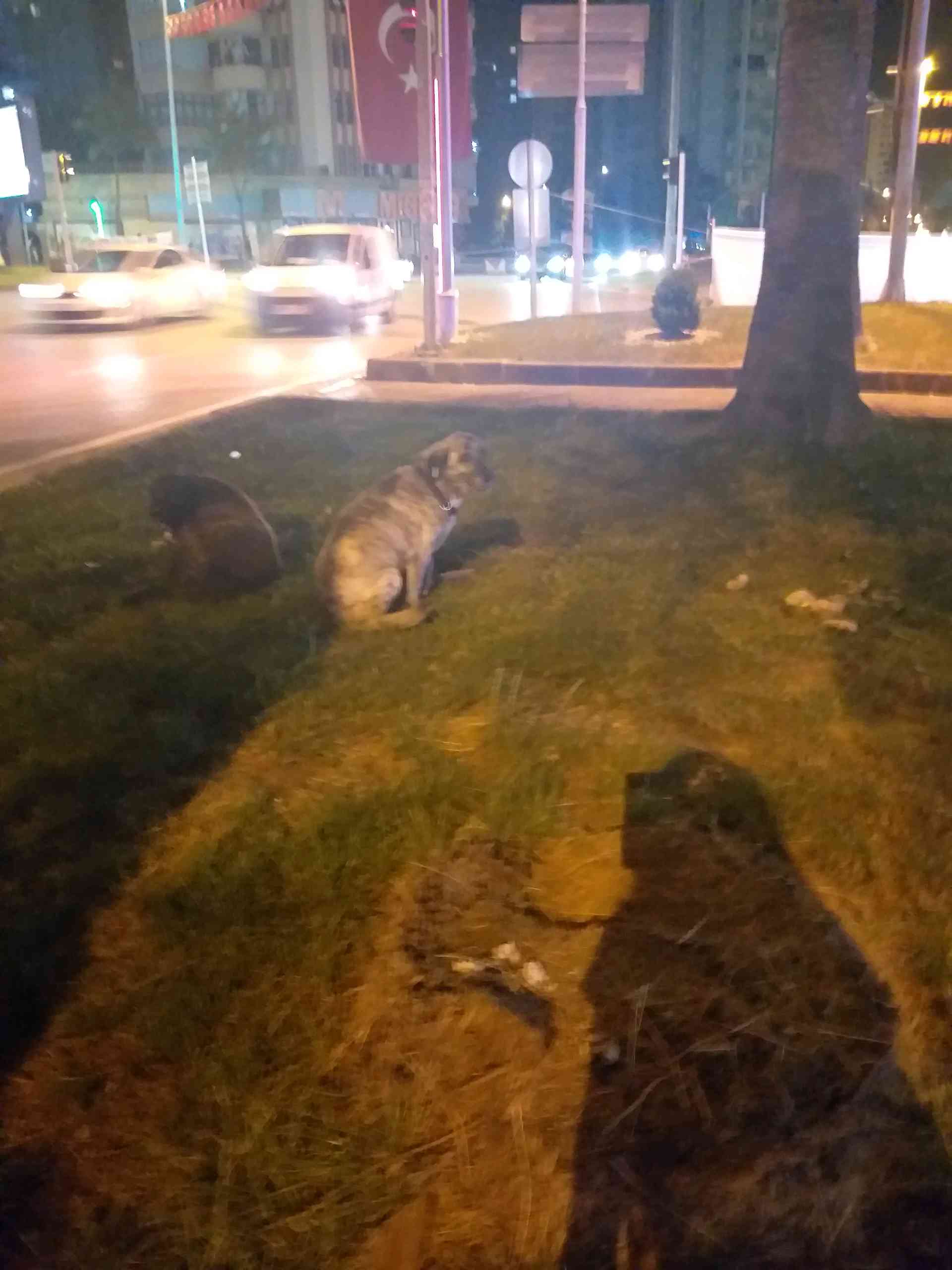 sahipli kaybolmuş veya evden atılmış topallayan köpek