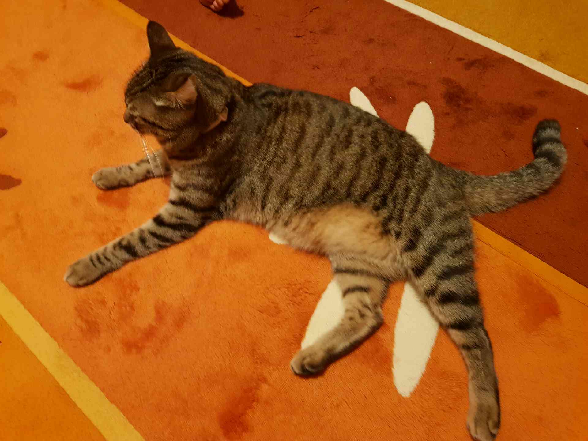 İstanbul Tuzla�da Pembe Tasmalı Tekir Kedi Bulundu Gören Duyan