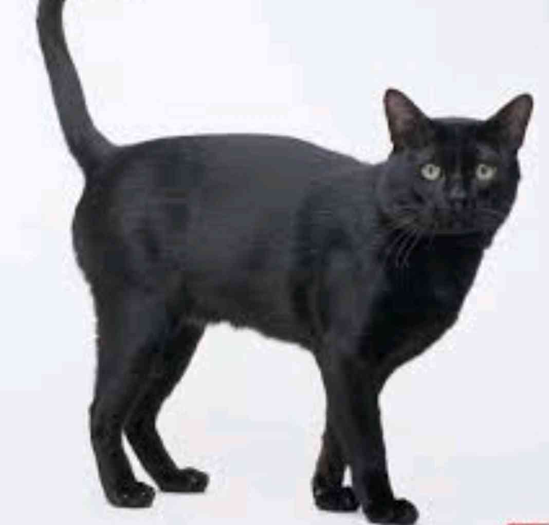 ACiL KAYIP ! 1000 TL ÖDÜLLÜ BOMBEY CİNSİ PANHTER Gören Duyan