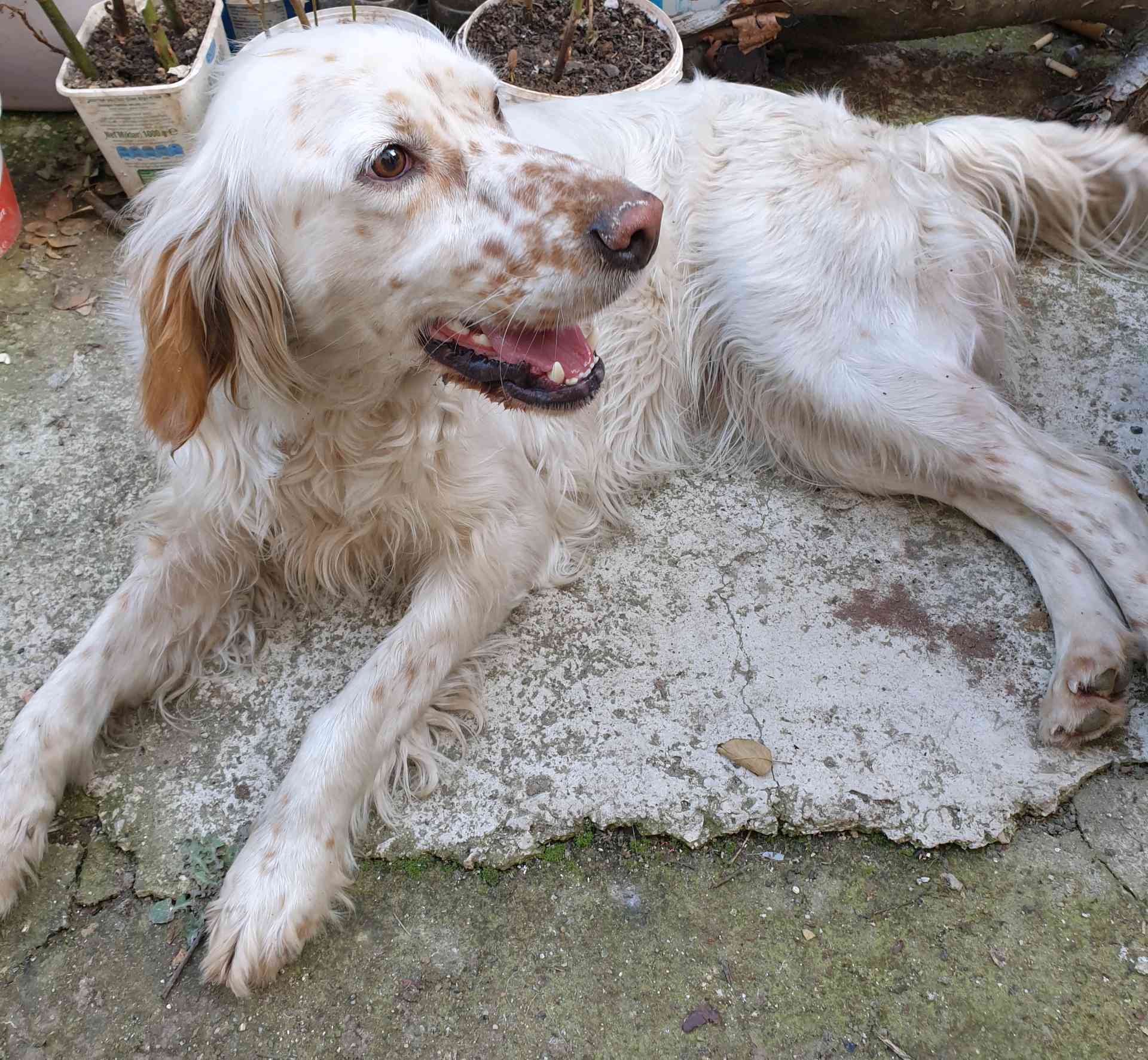 Setter Cinsi Disi Kopek Sahibini Ariyor Ilani 5160 Goren Duyan