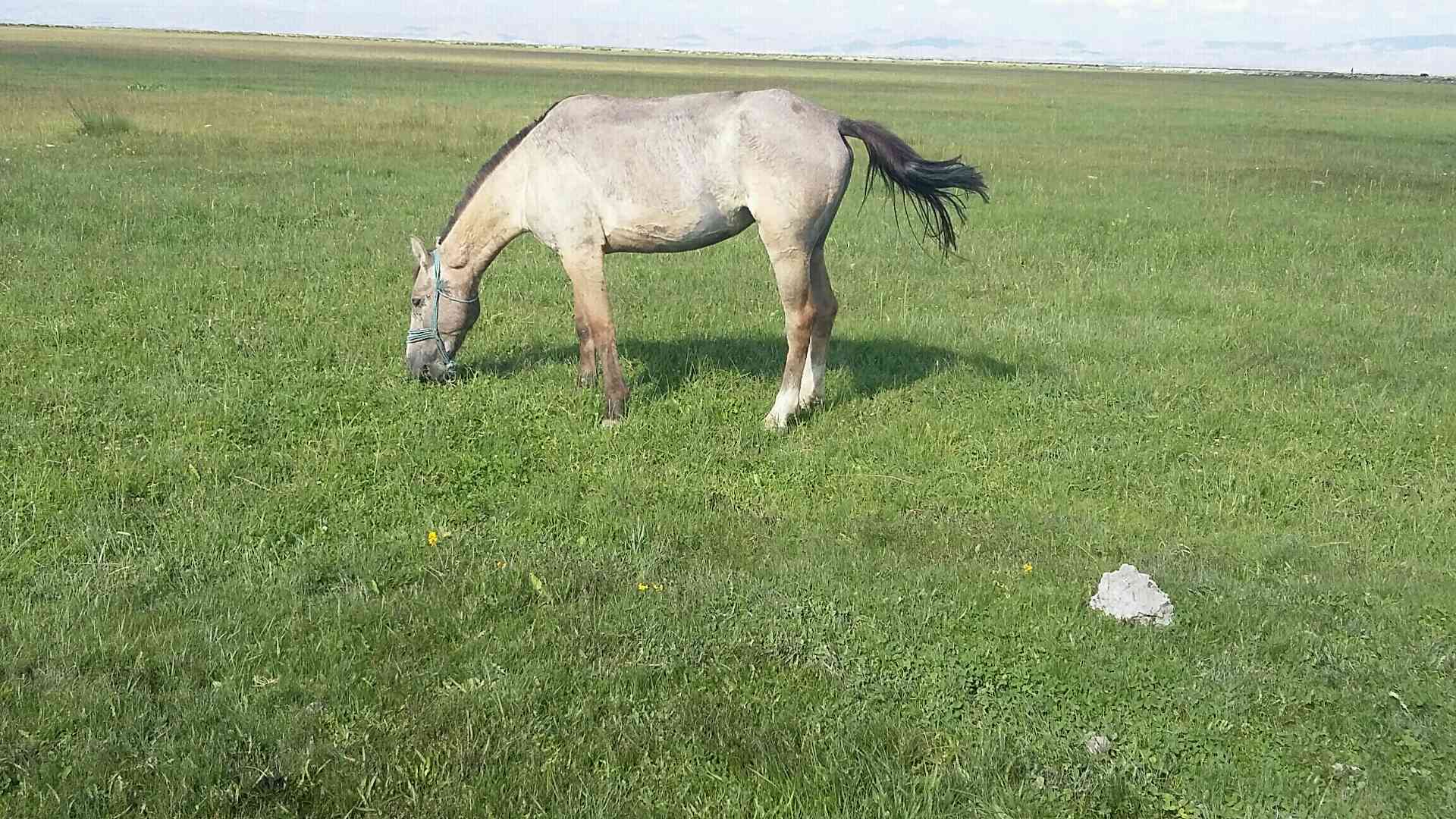 Kayseri develi cayırözü koyunde atım kayboldu