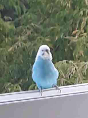 Bakırköy Kartaltepe Mavi muhabet kuş kay boldu
