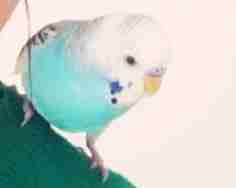 Kocaeli Gebze'de mavi beyaz renkli kuşum kayboldu