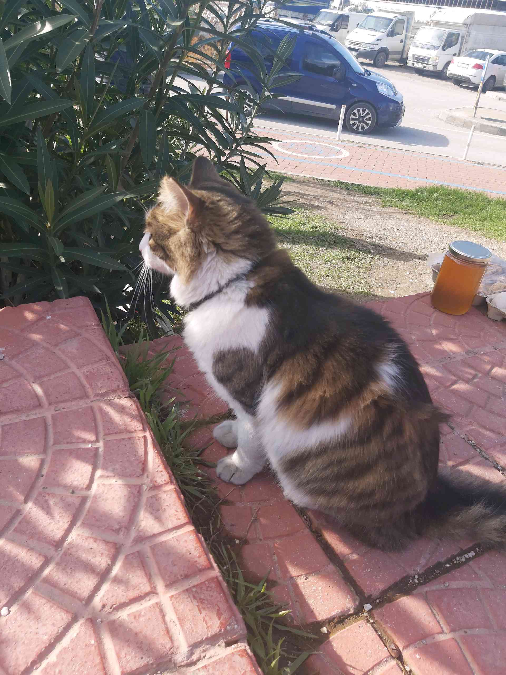 çanakkale merkezde pazar yerinde kayıp tasmalı kedi 