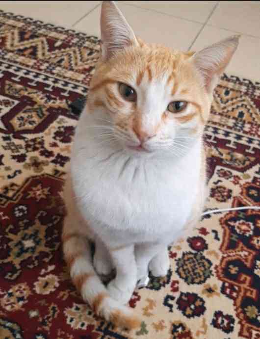 Muğla Fethiye'de sarman kedim kayıp 