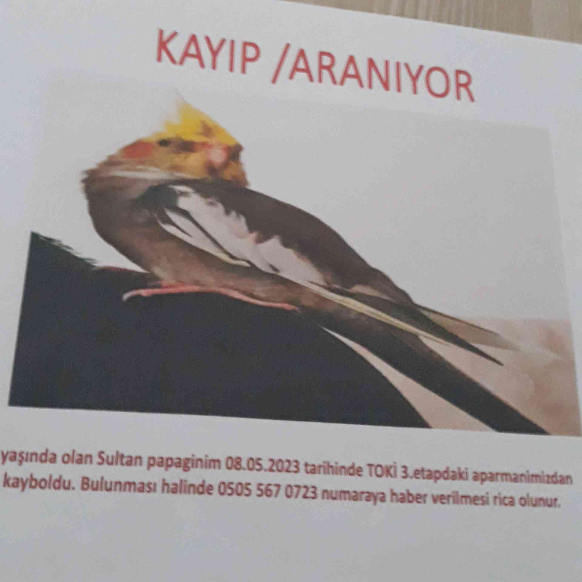 2 yaşında olan sultan papaginim kayboldu.