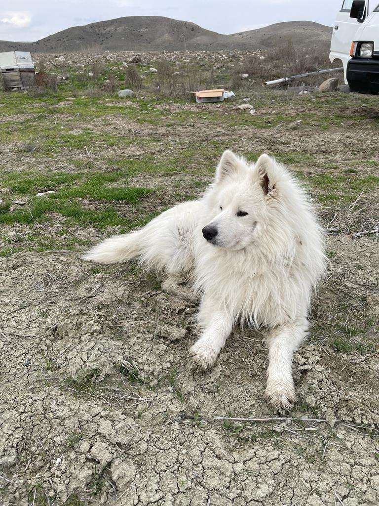 Köpeğimiz AYECE kayip