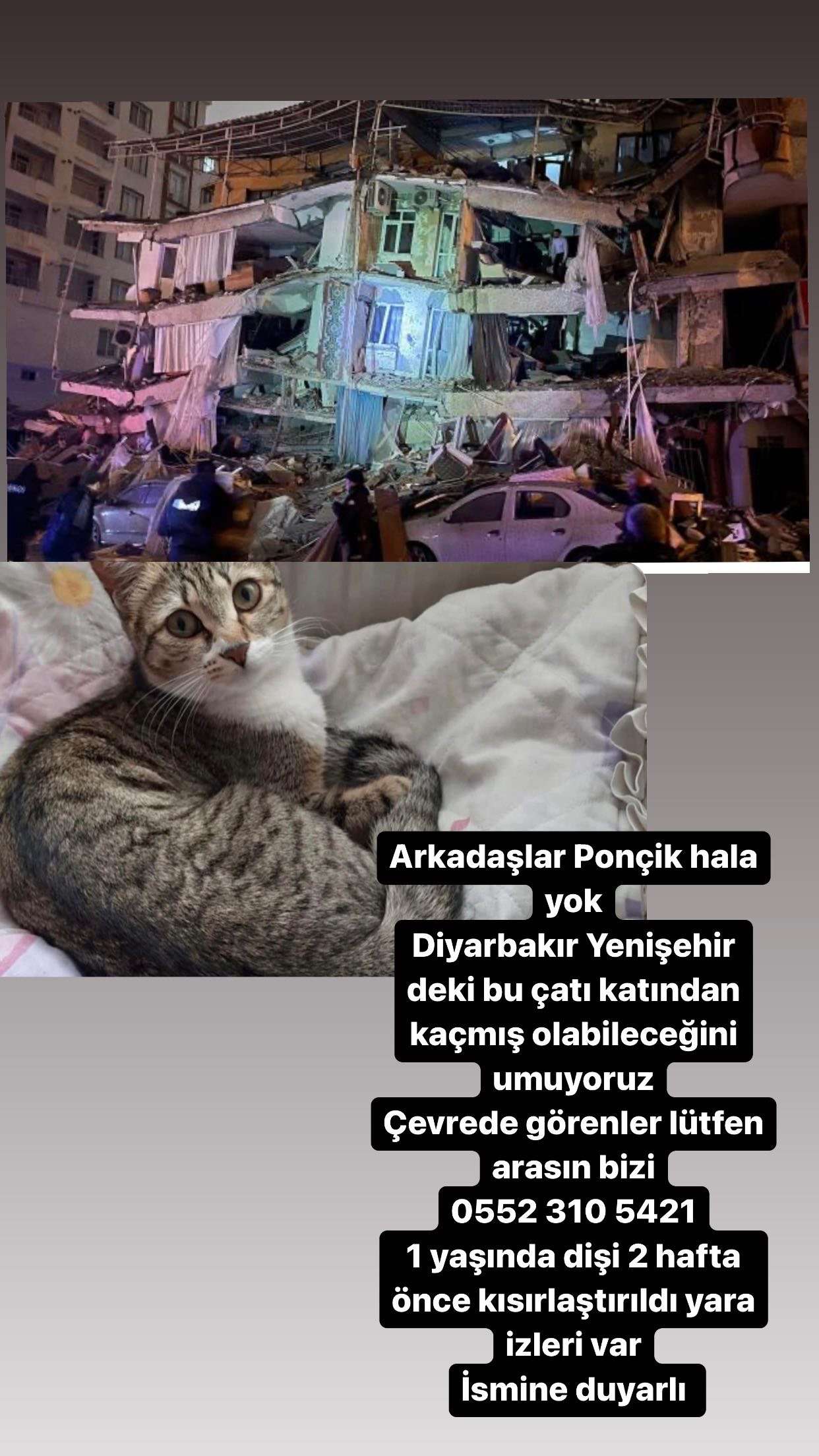 Diyarbakır yenişehir ofis Sözel apartmanı kayıp kedi