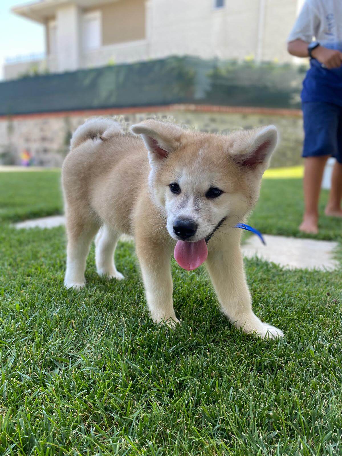 köpeğimiz leo kayıp Gören Duyan