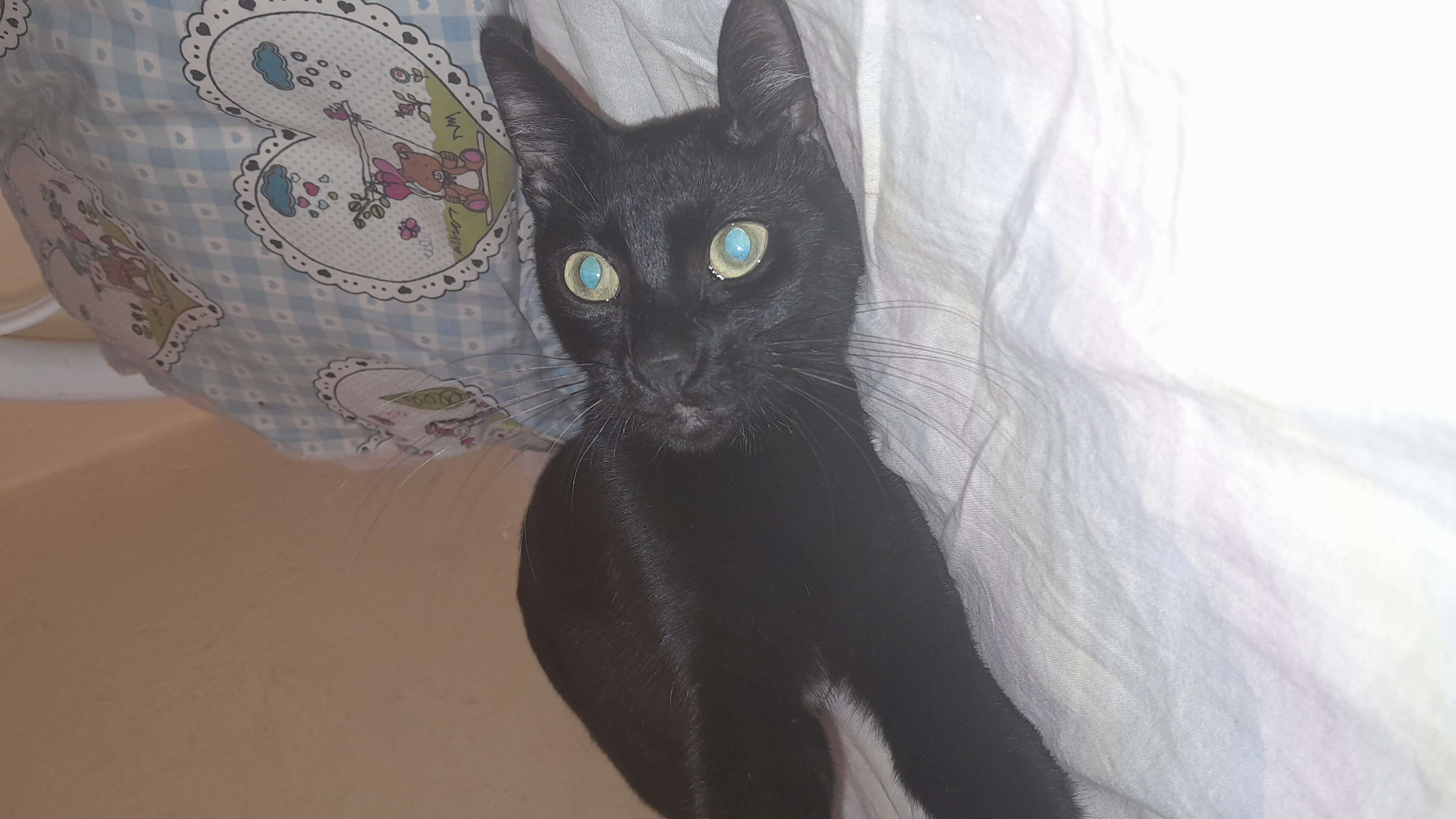 kayıp