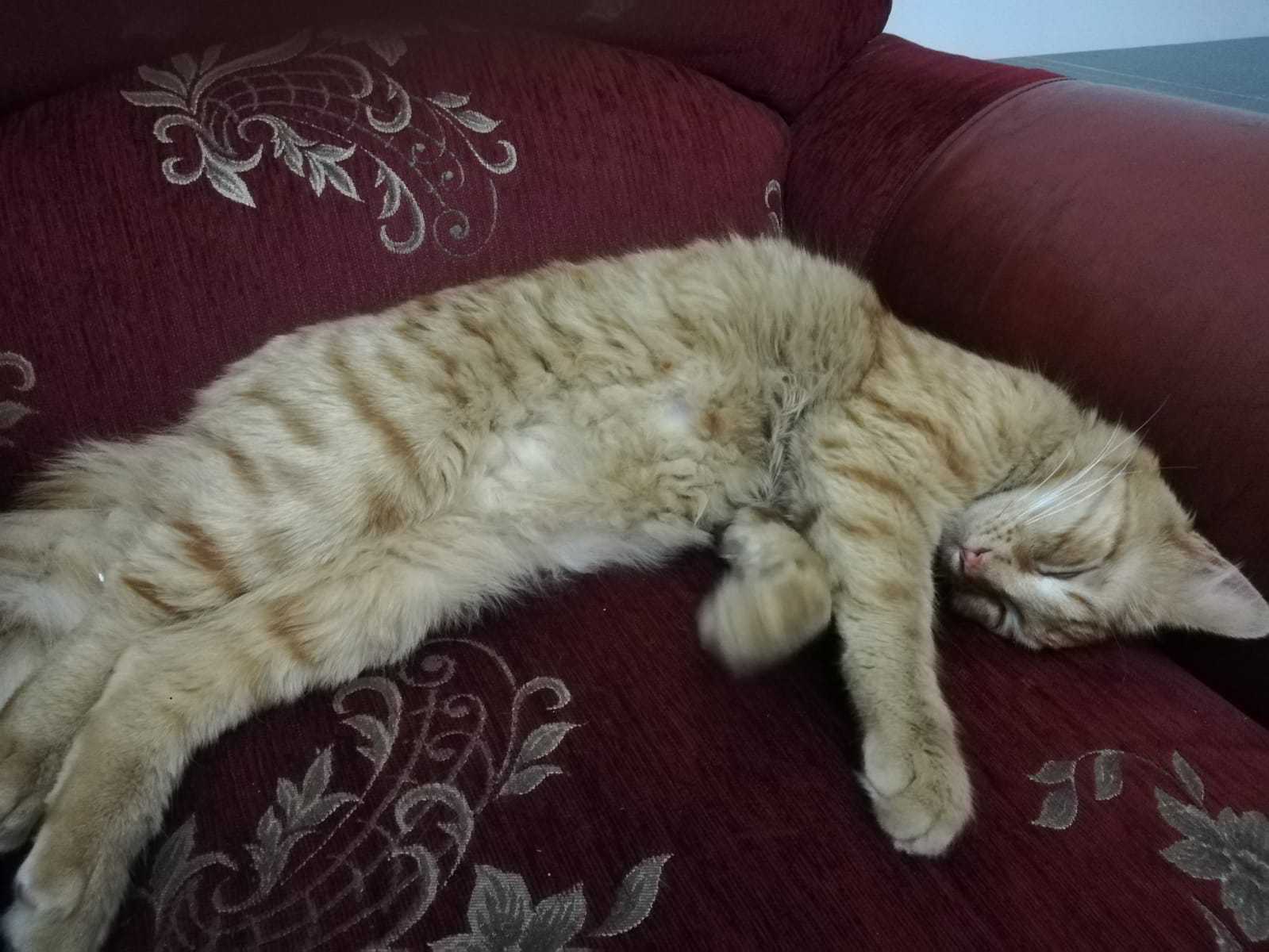 Kayıp SARMAN kedi İlanı 5199 Gören Duyan