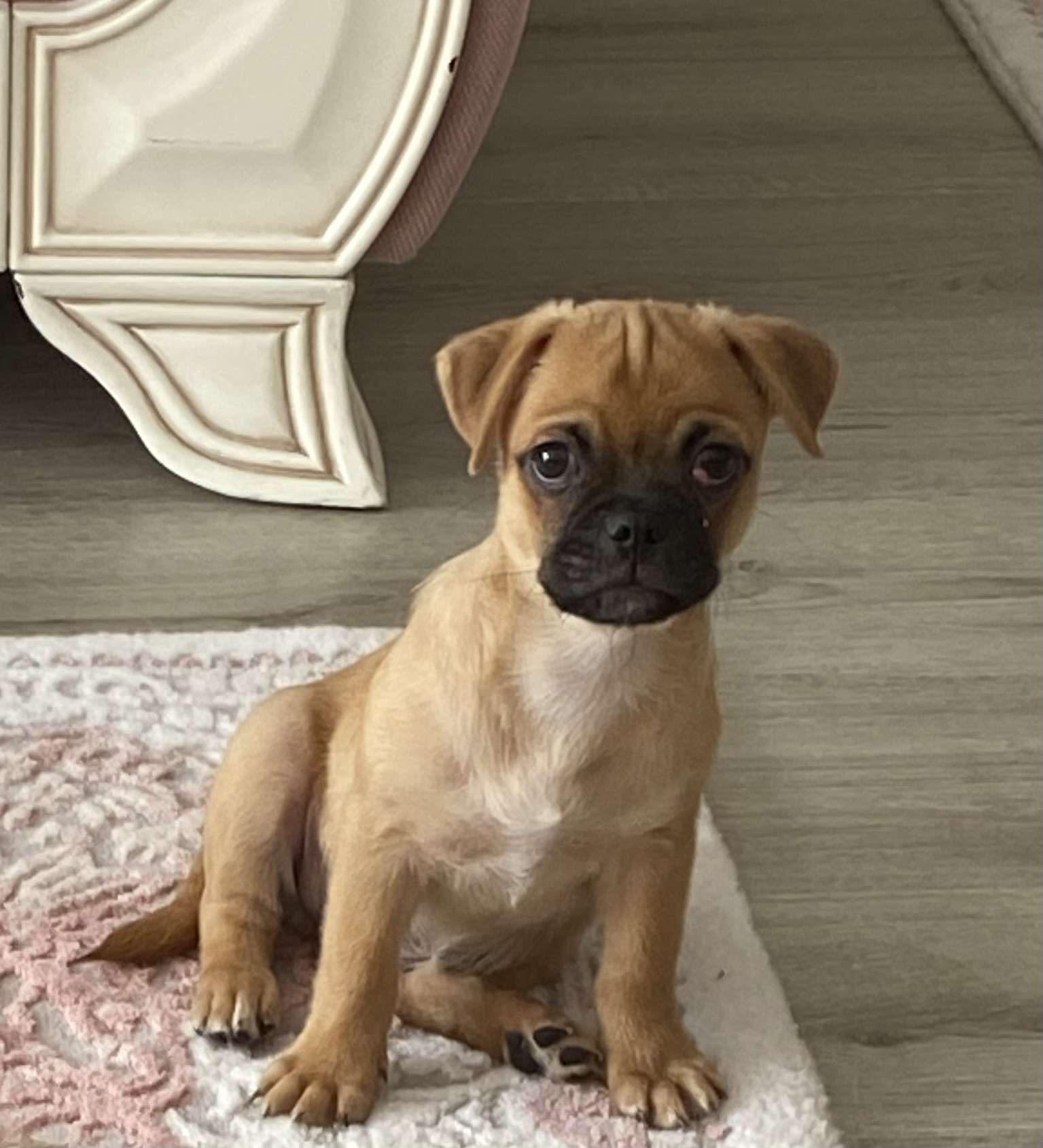 Kayıp Terrier Yavru Köpek