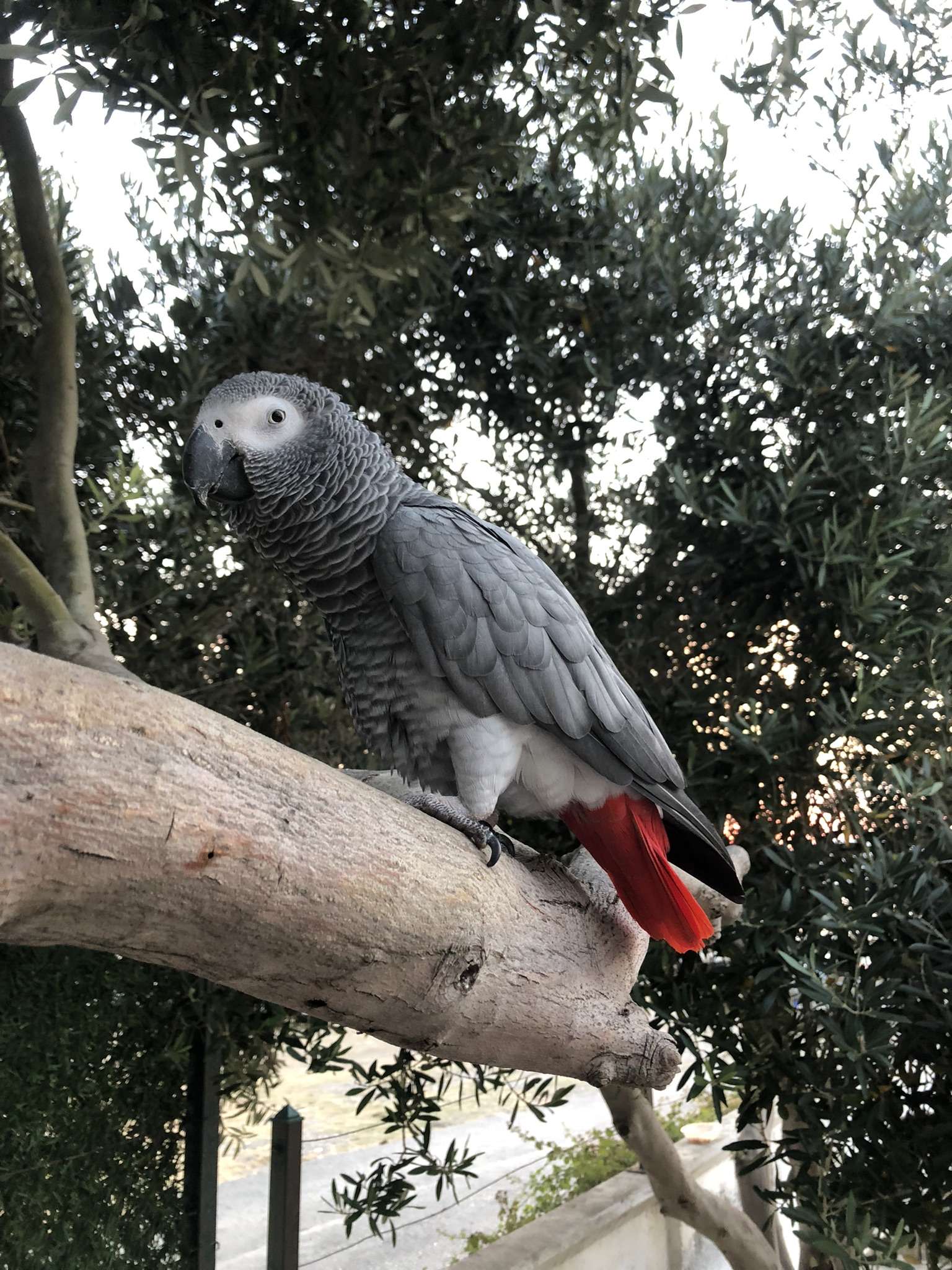 Kayıp jako papağanım