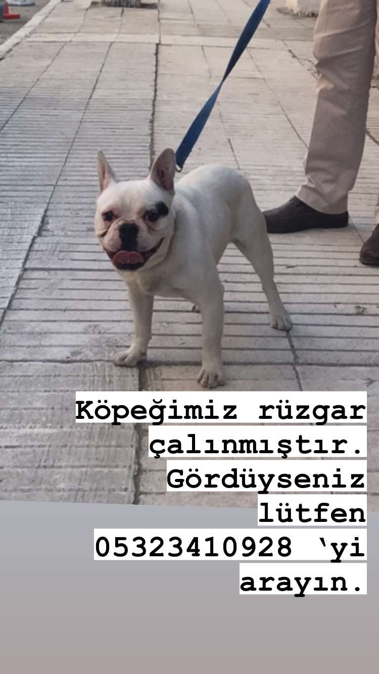 Kayıp köpek ilanı