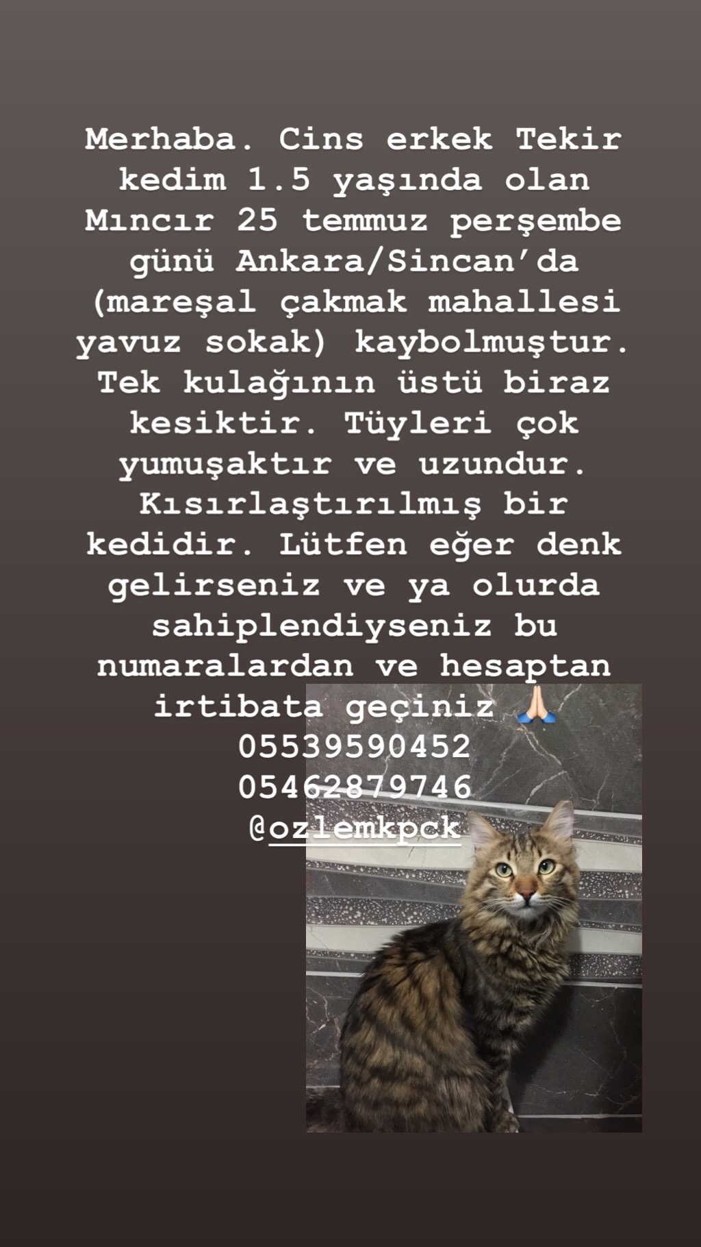 CİNS TEKİR ERKEK KEDİ