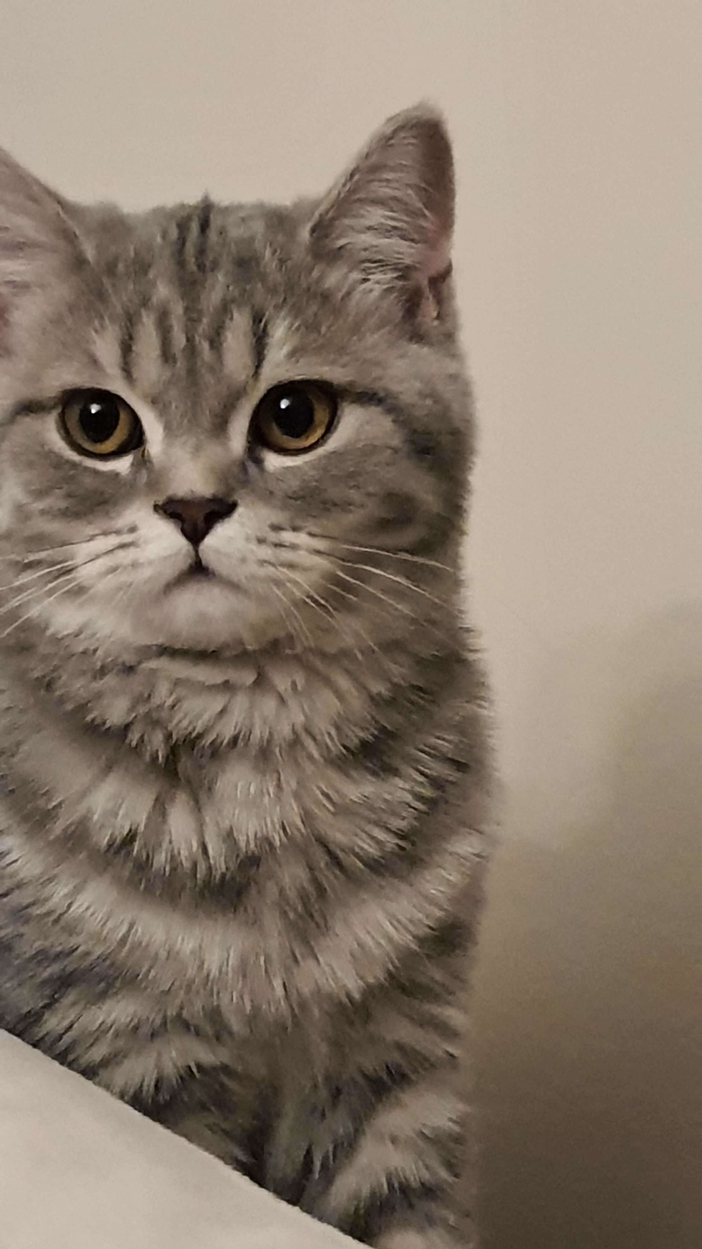 Kayıp Kedi İlanı 7194 Gören Duyan